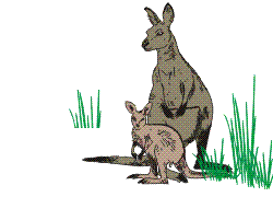 Kangourou animaux
