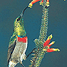 Oiseau avatars