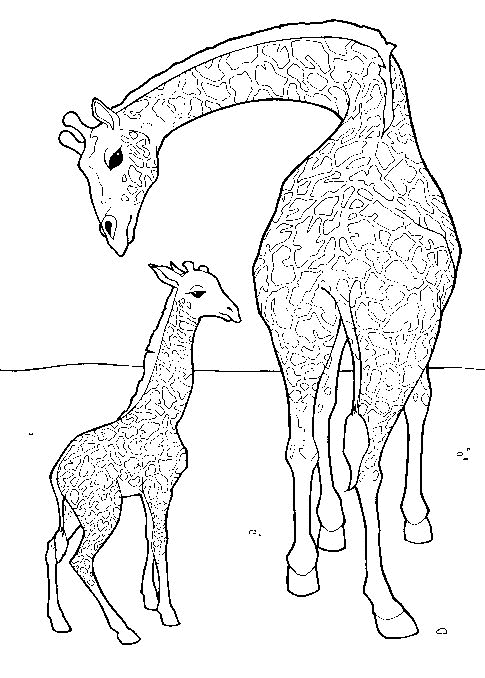 Girafe coloriages